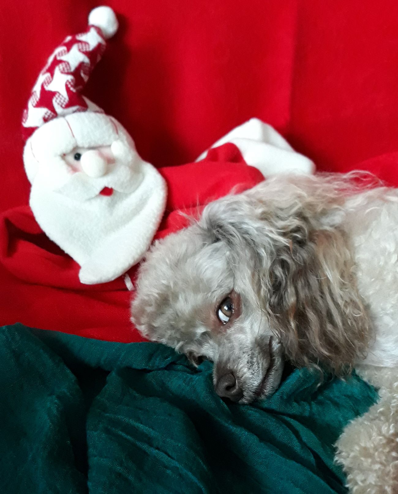 Ideas for Holiday Gifts