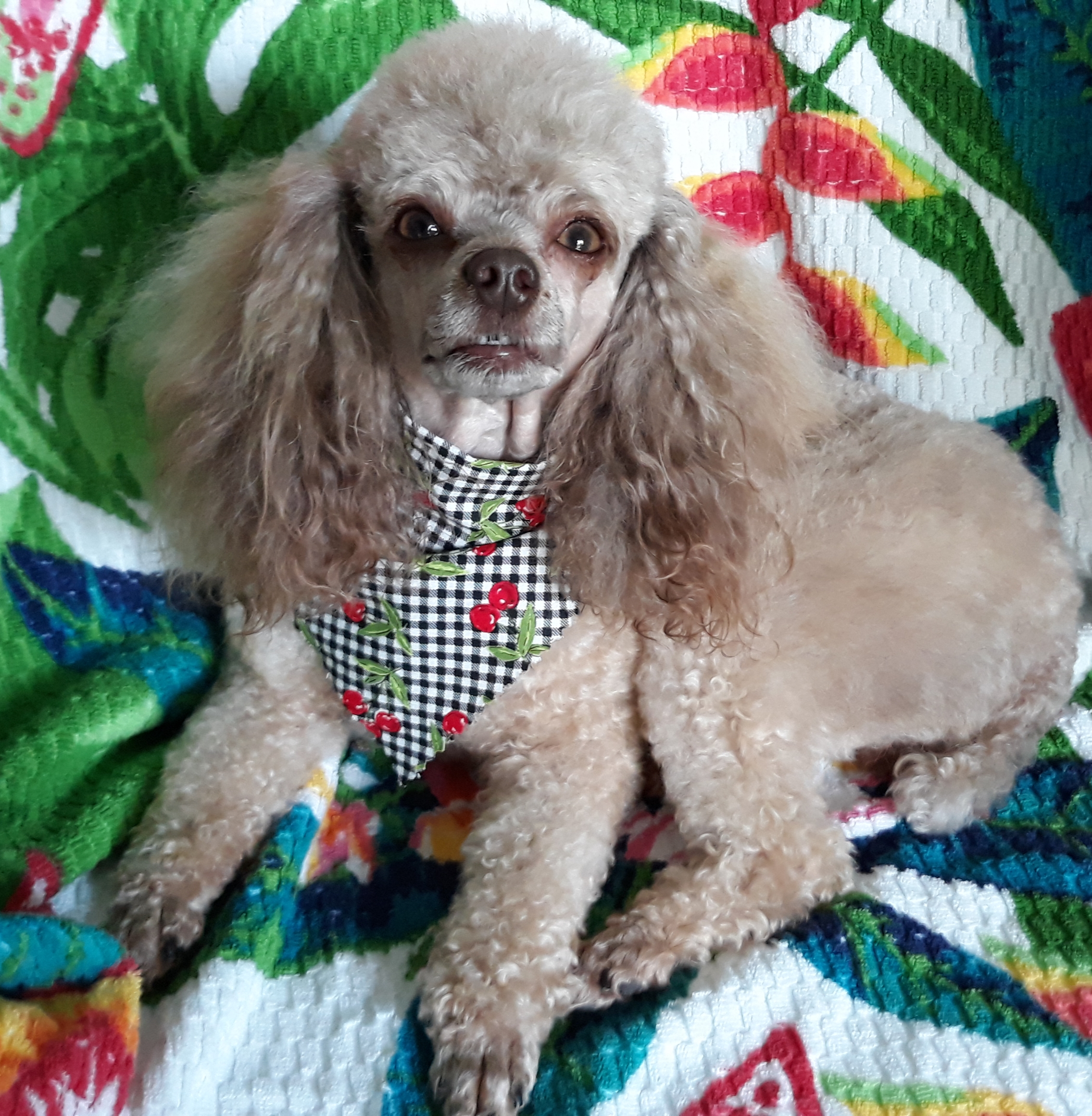 ASK CHARLIE - Hair Trends for Spring 2023